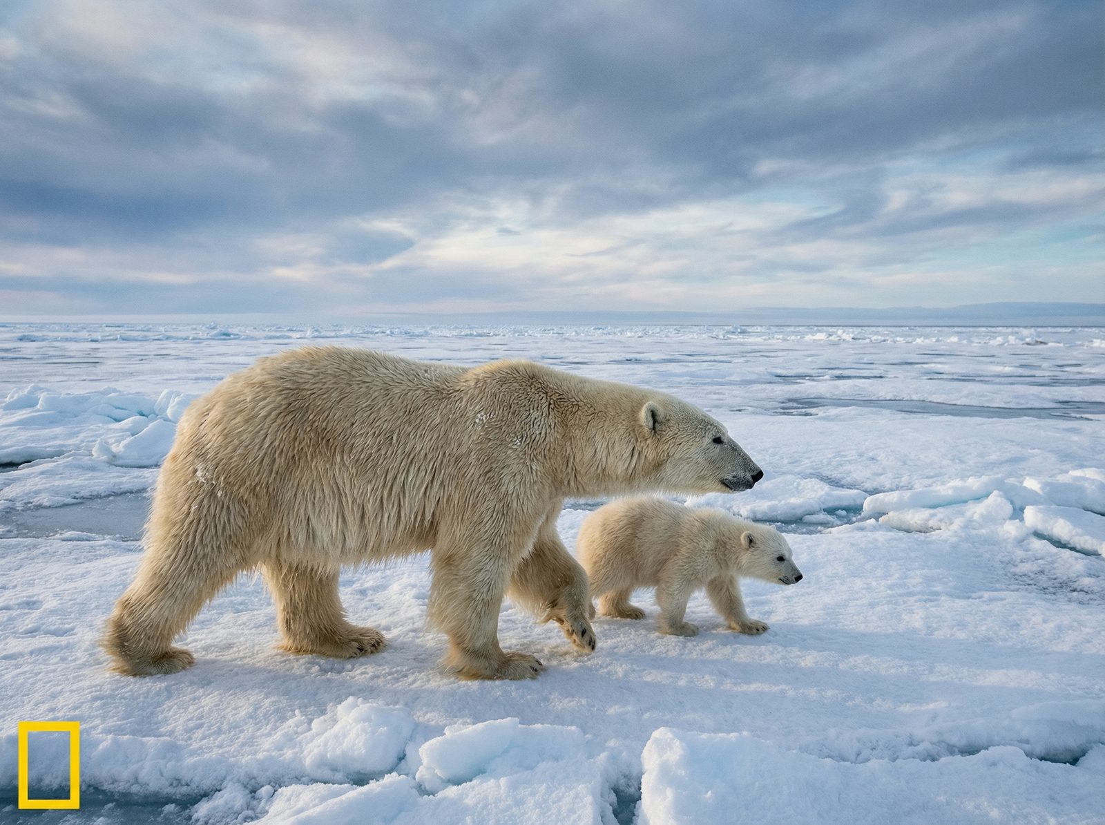 麻豆传媒北极熊视频社区