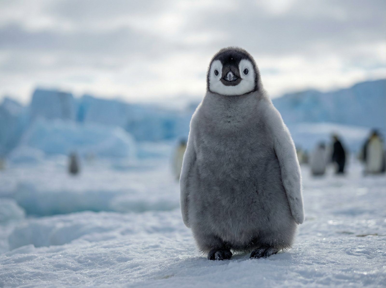 麻豆传媒帝企鹅视频
