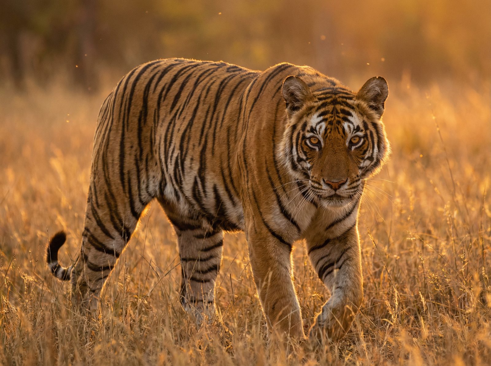 麻豆传媒老虎视频社区